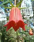Gestielte Blüte von der Seite; gut zu erkennen sind die sechs grünen Kelchblätter und die sechszipfelige, orangefarbene Blütenkrone.