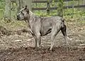 Blau-hellbraun gestromter Hund