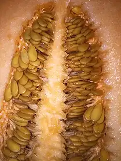 Zuckermelonenkerne