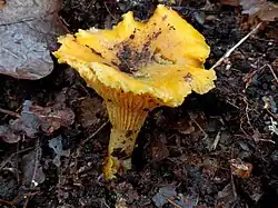 Pilze (Echter Pfifferling)