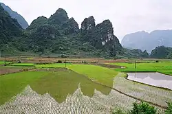 Reisfelder in Cao Bằng