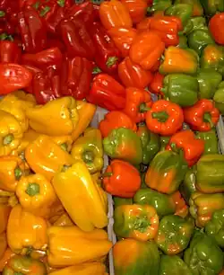 Gemüsepaprika (Peperoni, Pimientos de Padrón) (auch violette und purpurne)