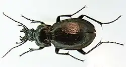 Weibchen
