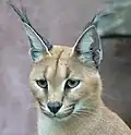 Karakal