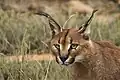 Karakal im Mountain-Zebra-Nationalpark