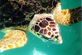 Unechte Karettschildkröte (Caretta caretta)