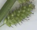 Fruchtstand mit Fruchtschläuchen