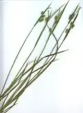 Habitus