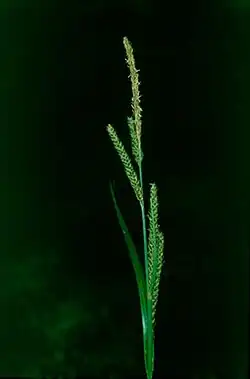 Carex panormitana