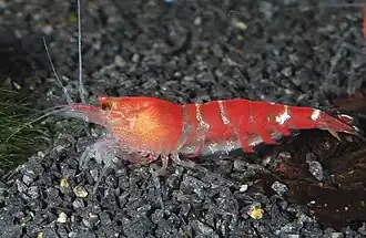 „Crystal Red“