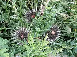 Silberdistel