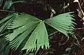 Fächerblatt von Carludovica rotundifolia