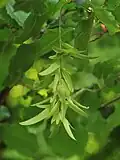 Fruchtstand
