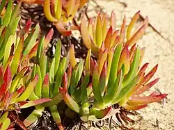 Carpobrotus edulis