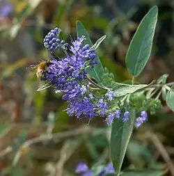 Bartblume