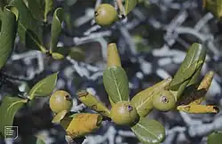 Casasia clusiifolia