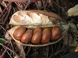 Offene Hülsenfrucht mit Samen