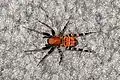 Weibchen von Castianeira amoena aus der Familie der Rindensackspinnen (Corinnidae) …