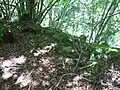 Beringrest