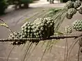 Fruchtstände