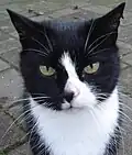 Schwarz-weiße Katze&nbsp;– deutlich erkennbar ist der über die Nase verlaufende Wechsel der Fell- und damit auch der Hautfarbe