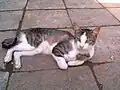 Gestromte Katze mit Scheckung