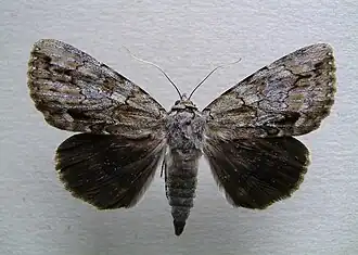 Catocala angusi