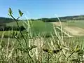 Langstachel-Haftdolde (Caucalis platycarpos subsp. platycarpos), in Österreich gefährdet.[8]