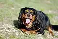 Black and Tan