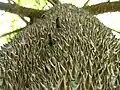 Stacheliger Stamm des jungen Baumes
