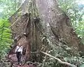 Große Brettwurzeln von Ceiba pentranda