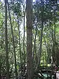 Mangrovenwald mit Süßwasserquelle