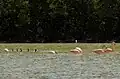 Flamingos und Kormorane