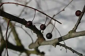 Zweig mit reifen Steinfrüchten