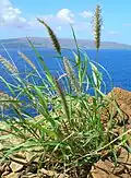 Büffelgras (cenchrus ciliaris)