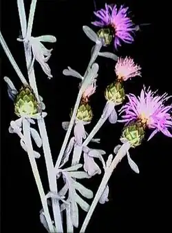 Die nach dem Berg benannte Centaurea busambarensis