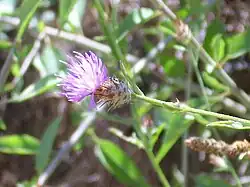 Centaurea citicolor