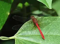 Rhodopygia hinei