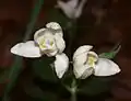 Blüten
