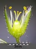 Blüte geöffnet, Fruchtknoten mit drei Griffeln