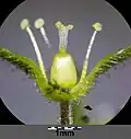 Geöffnete Blüte: der Griffel ist meist zwischen 0,6 und 0,9 mm lang.[1]