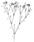 Dichasialer Blütenstand (Cerastium sp.). t-t"" die aufeinander folgenden Achsen