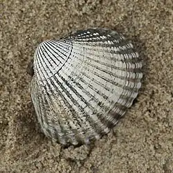 Herzmuschel