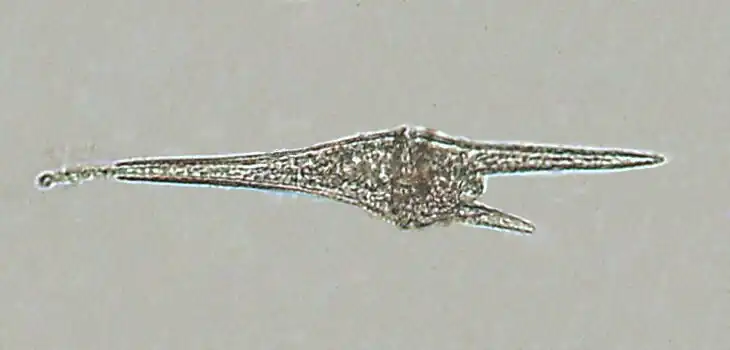 Ceratium furca.jpg, Gonyaulacales (Dinoflagellaten)