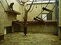 Gehege der Goldbauchmangaben (2007, Haltung beendet)
