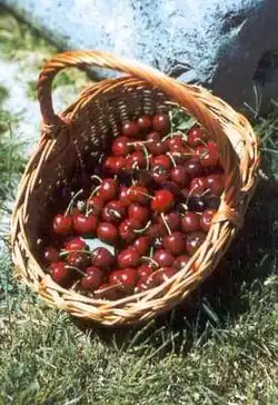 Korb mit Kirschen