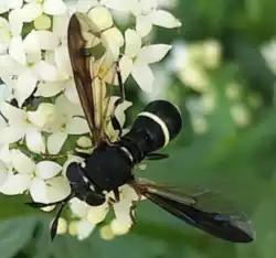 Ceriana abbreviata