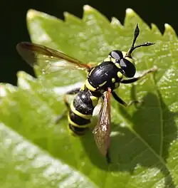 Ceriana tridens