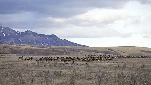 Wapiti-Herde vor den Ausläufern von Mount Crandell im Nationalpark