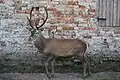 Cervus elaphus italicus